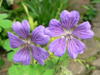 /album/fotogalerie-nabidka/geranium-terre-franch-kv-jpg1/